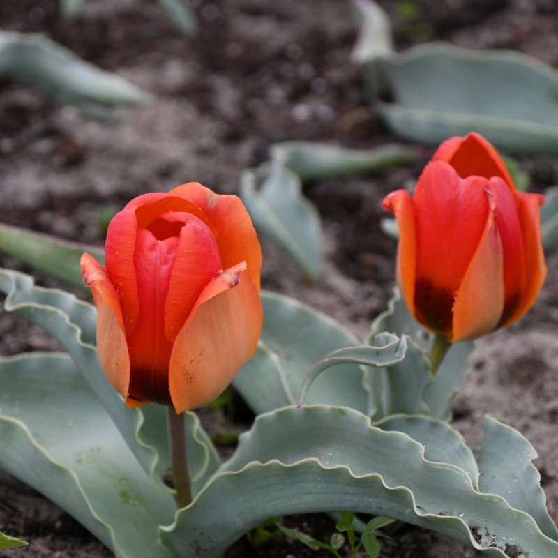 Tulipa albertii Tulipa albertii