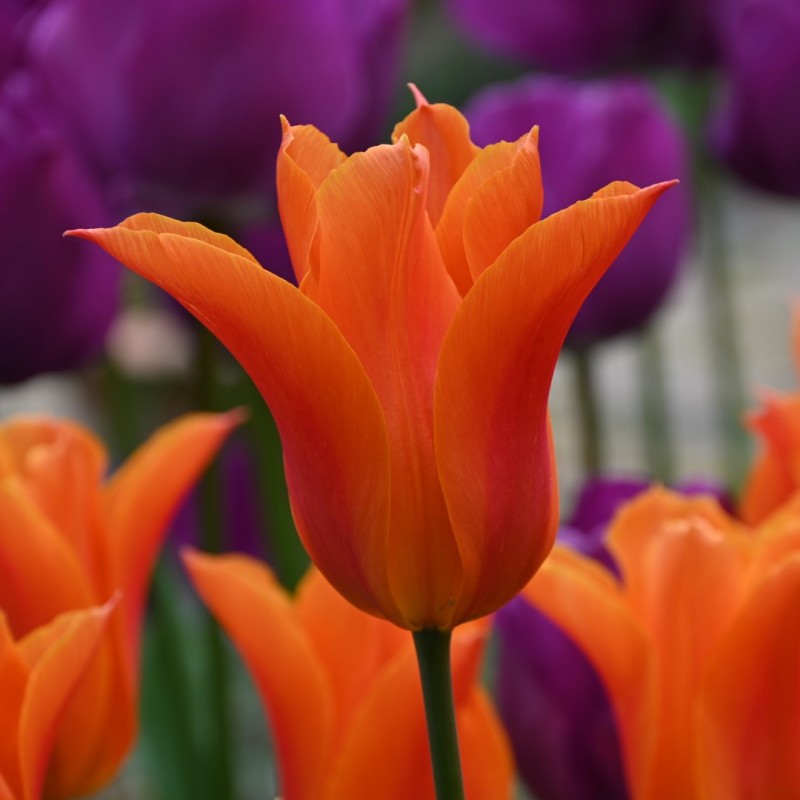 Tulipa 'Ballerina' Tulipa 'Ballerina'