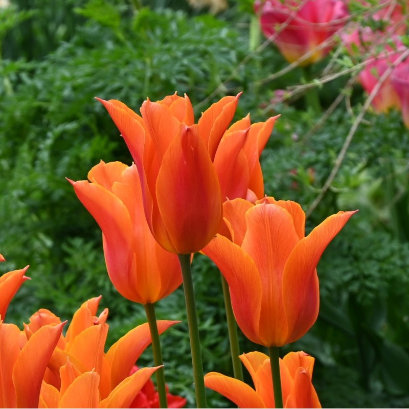 Tulipa 'Ballerina' Tulipa 'Ballerina'