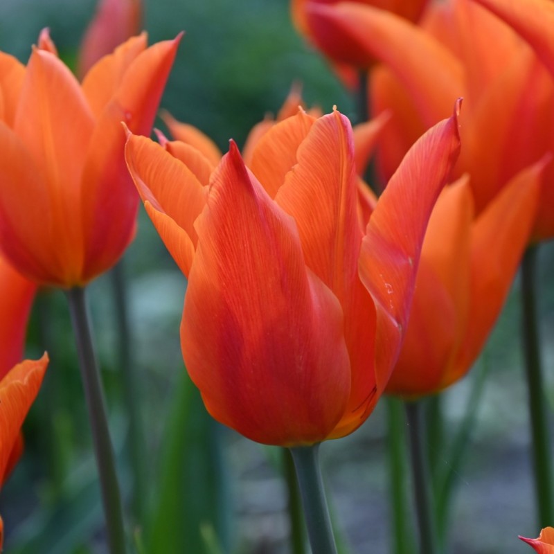 Tulipa 'Ballerina' Tulipa 'Ballerina'