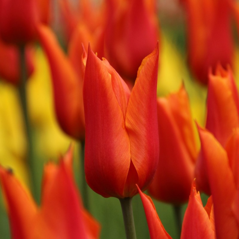 Tulipa 'Ballerina' Tulipa 'Ballerina'