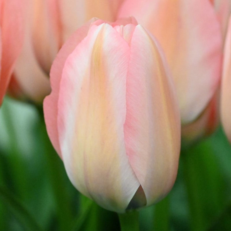 Tulipa 'Bella Blush' Tulipa 'Bella Blush'