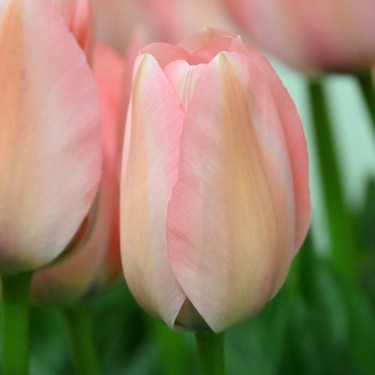 Tulipa 'Bella Blush' Tulipa 'Bella Blush'
