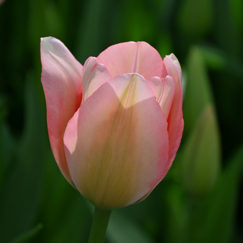 Tulipa 'Bella Blush' Tulipa 'Bella Blush'