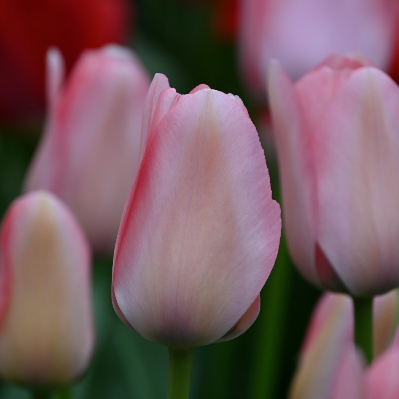 Tulipa 'Bella Blush' Tulipa 'Bella Blush'
