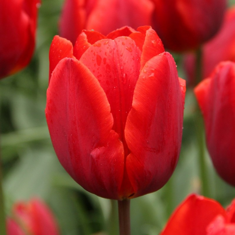 Tulipa 'Couleur Cardinal' Tulipa 'Couleur Cardinal'