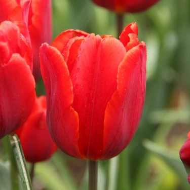 Tulipa 'Couleur Cardinal' Tulipa 'Couleur Cardinal'