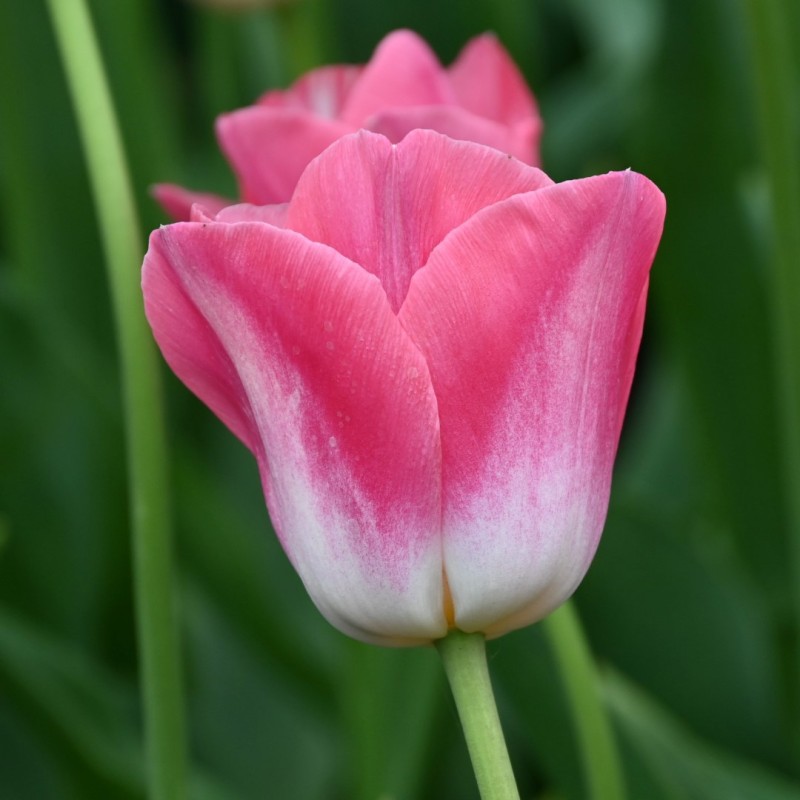 Tulipa 'Dynasty' Tulipa 'Dynasty'