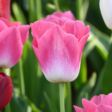 Tulipa 'Dynasty' Tulipa 'Dynasty'