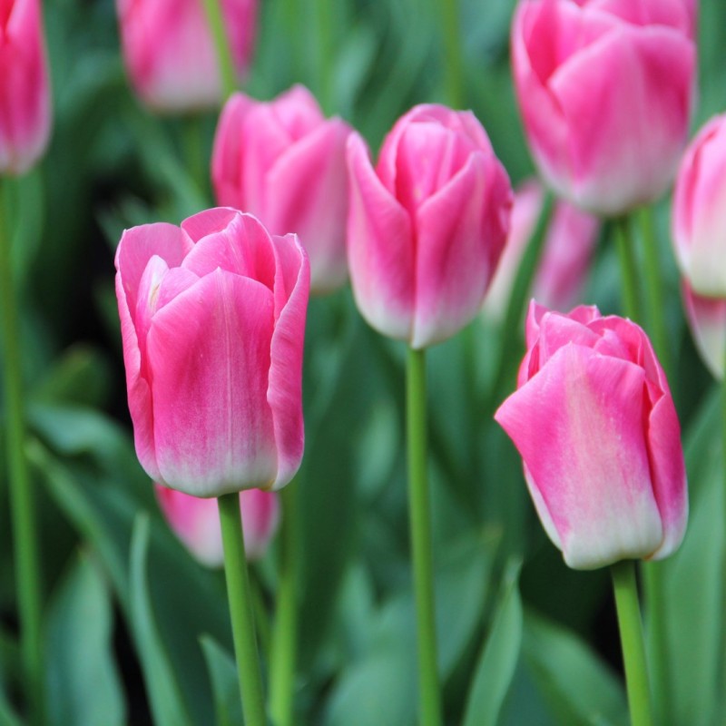 Tulipa 'Dynasty' Tulipa 'Dynasty'