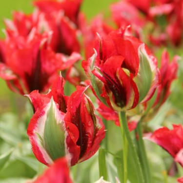 Tulipa 'Esperanto' Tulipa 'Esperanto'