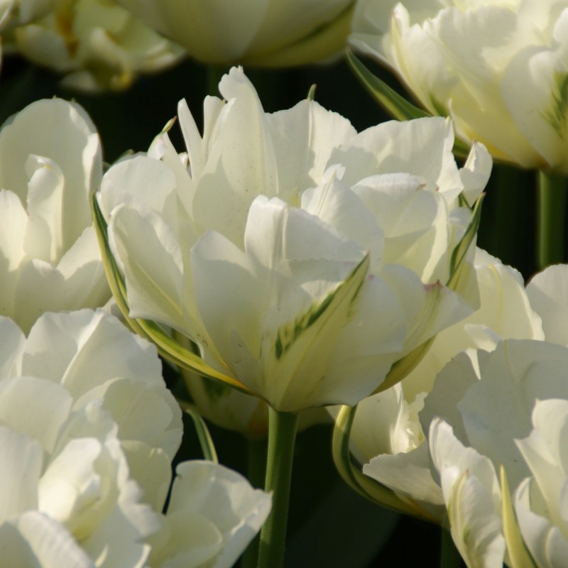 Tulipa 'Exotic Emperor' Tulipa 'Exotic Emperor'