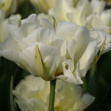 Tulipa 'Exotic Emperor' Tulipa 'Exotic Emperor'