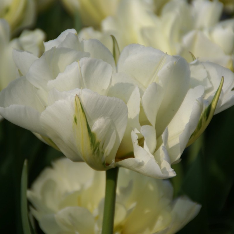 Tulipa 'Exotic Emperor' Tulipa 'Exotic Emperor'