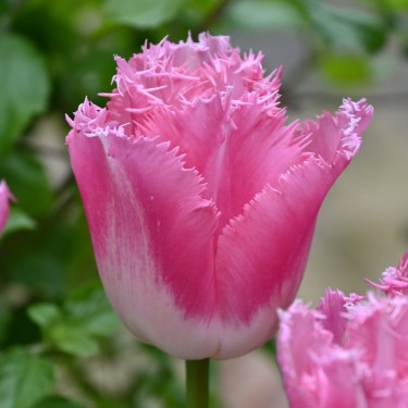 Tulipa 'Fancy Frills'