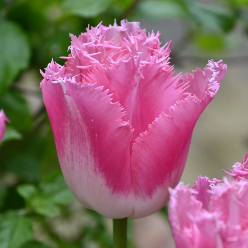 Tulipa 'Fancy Frills' Tulipa 'Fancy Frills'