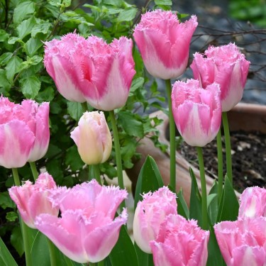 Tulipa 'Fancy Frills' Tulipa 'Fancy Frills'