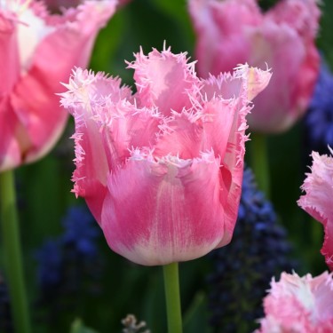 Tulipa 'Fancy Frills' Tulipa 'Fancy Frills'