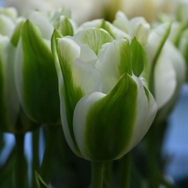 Tulipa 'Green Day' Tulipa 'Green Day'
