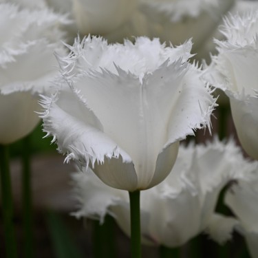 Tulipa 'Honeymoon'