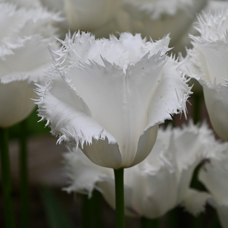 Tulipa 'Honeymoon' Tulipa 'Honeymoon'