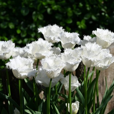 Tulipa 'Honeymoon' Tulipa 'Honeymoon'