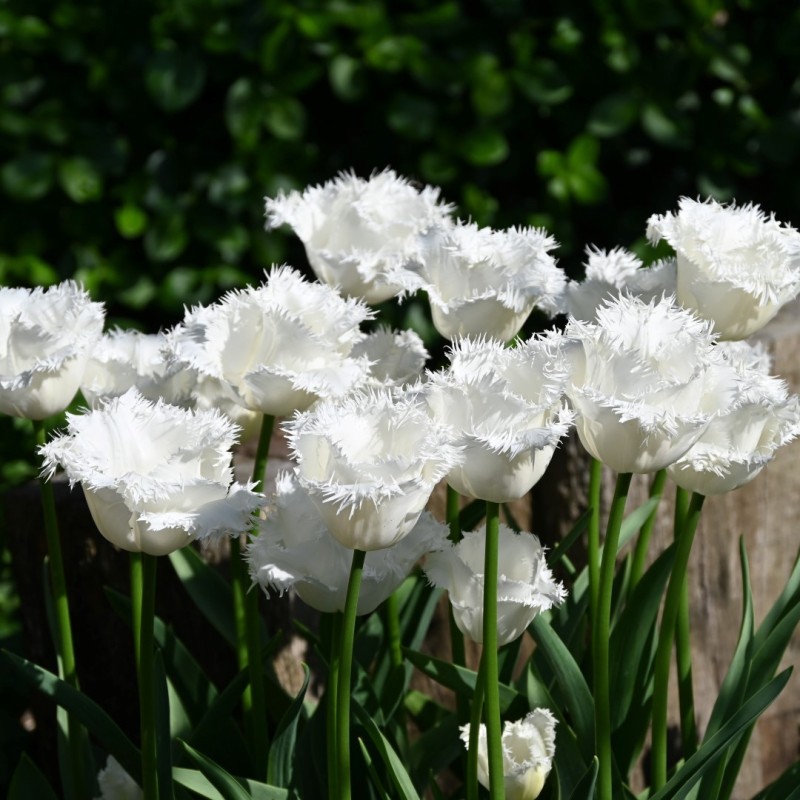 Tulipa 'Honeymoon' Tulipa 'Honeymoon'