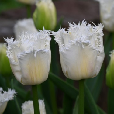 Tulipa 'Honeymoon' Tulipa 'Honeymoon'