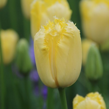 Tulipa 'Maja'