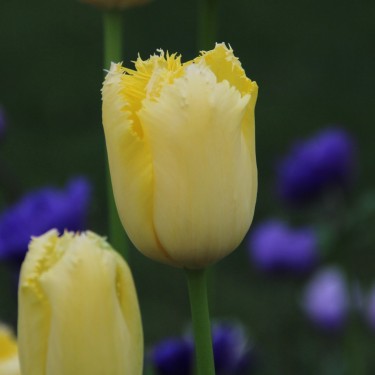 Tulipa 'Maja' Tulipa 'Maja'