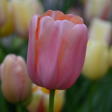 Tulipa 'Menton' Tulipa 'Menton'