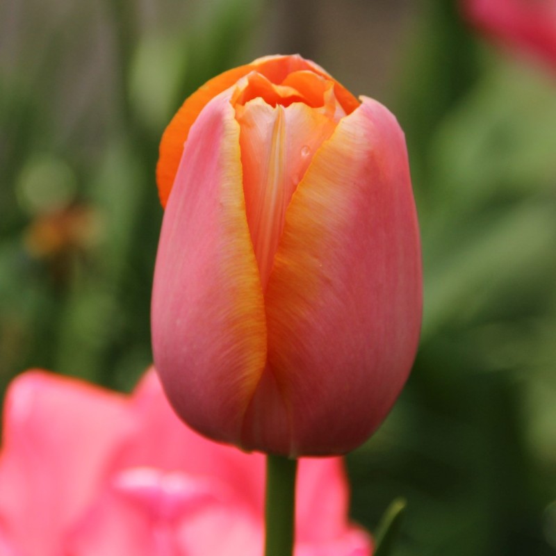 Tulipa 'Menton' Tulipa 'Menton'