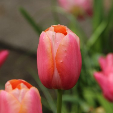 Tulipa 'Menton' Tulipa 'Menton'