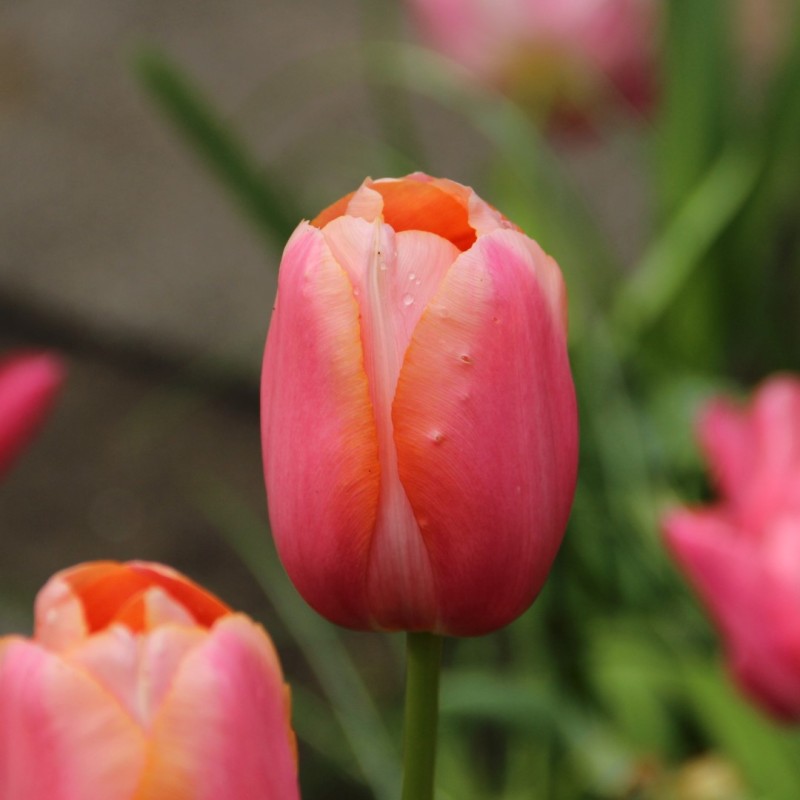 Tulipa 'Menton' Tulipa 'Menton'