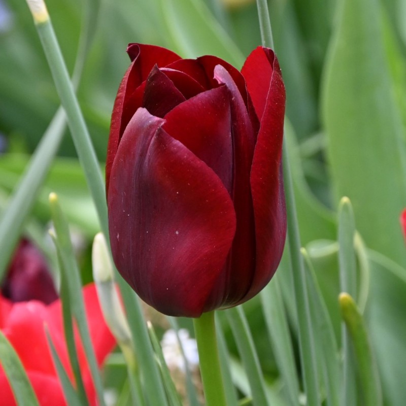Tulipa 'National Velvet' Tulipa 'National Velvet'