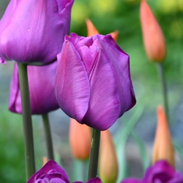 Tulipa 'Negrita'