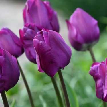 Tulipa 'Negrita'