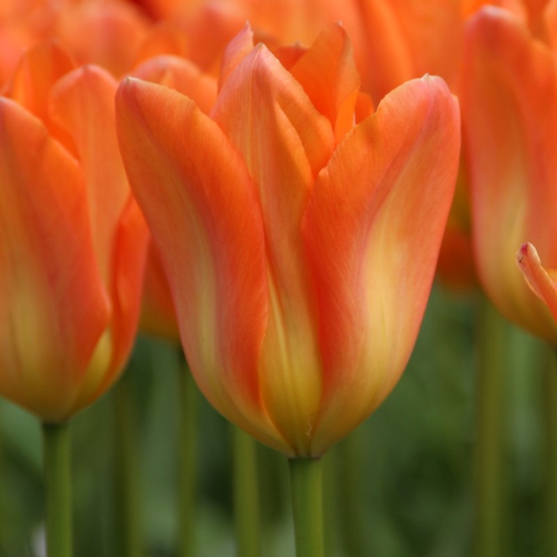 Tulipa 'Orange Emperor' Tulipa 'Orange Emperor'