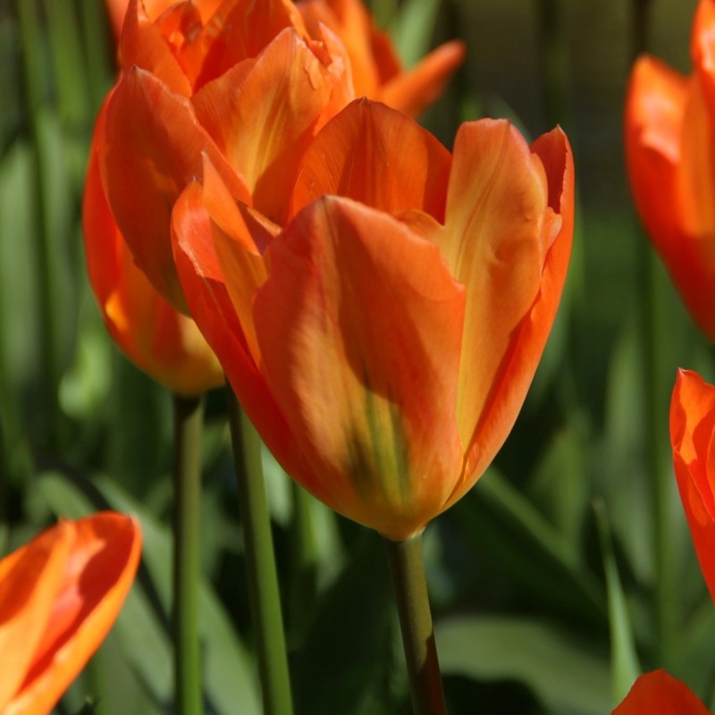 Tulipa 'Orange Emperor' Tulipa 'Orange Emperor'