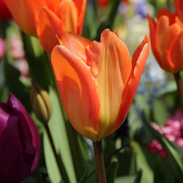 Tulipa 'Orange Emperor' Tulipa 'Orange Emperor'