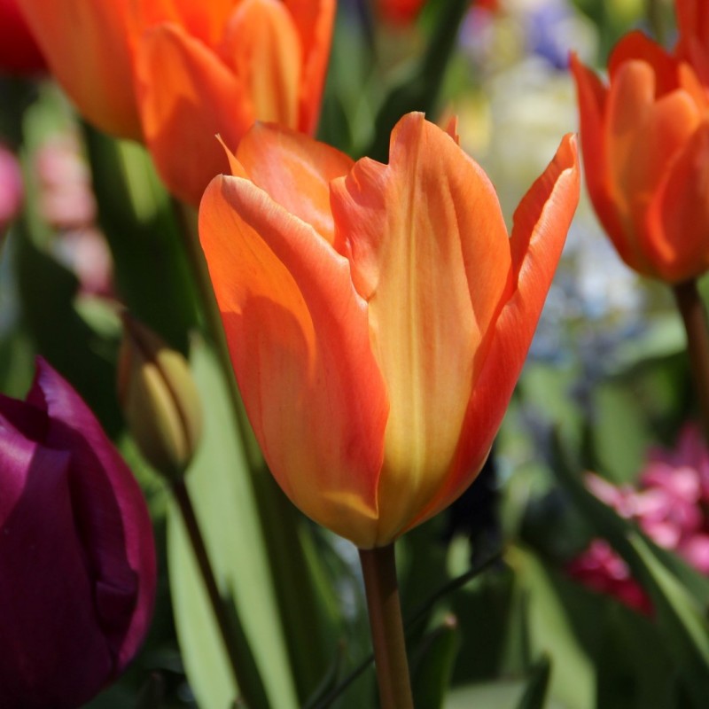 Tulipa 'Orange Emperor' Tulipa 'Orange Emperor'