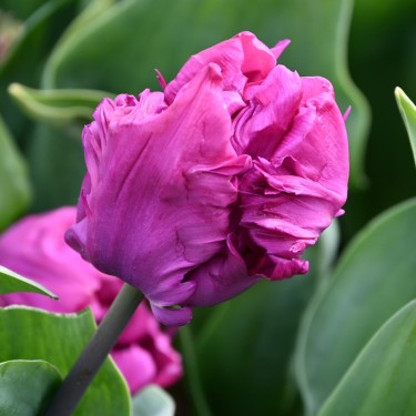 Tulipa 'Parrot Prince'