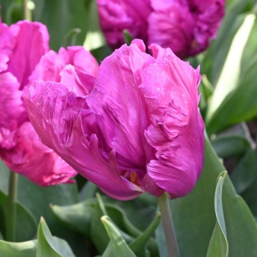 Tulipa 'Parrot Prince'