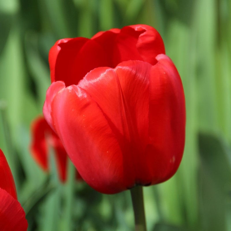 Tulipa 'Red Impression' Tulipa 'Red Impression'