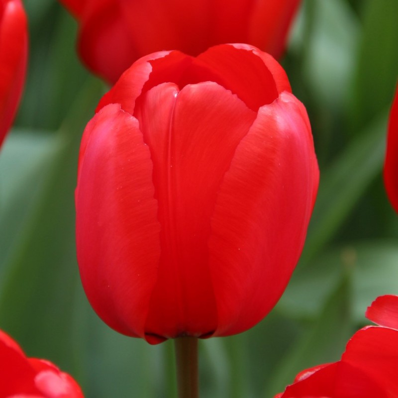 Tulipa 'Red Impression' Tulipa 'Red Impression'