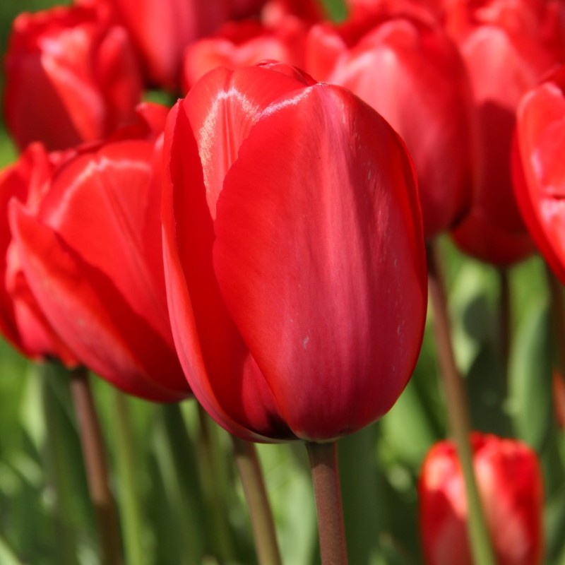Tulipa 'Red Impression' Tulipa 'Red Impression'
