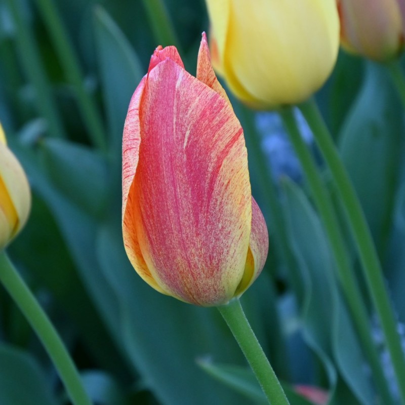 Tulipa 'Rhapsody of Smiles' Tulipa 'Rhapsody of Smiles'