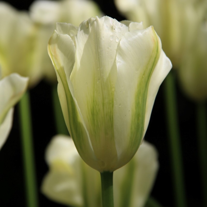 Tulipa 'Spring Green' Tulipa 'Spring Green'