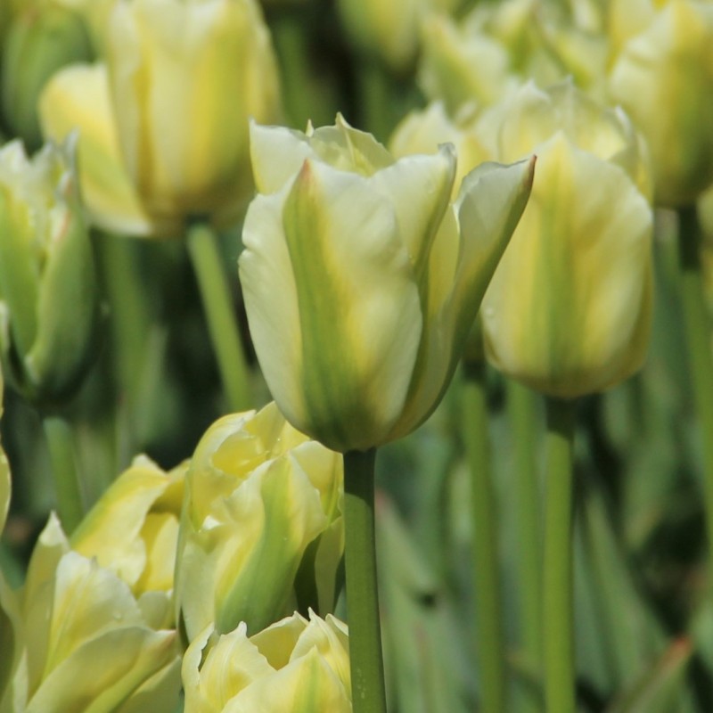 Tulipa 'Spring Green' Tulipa 'Spring Green'