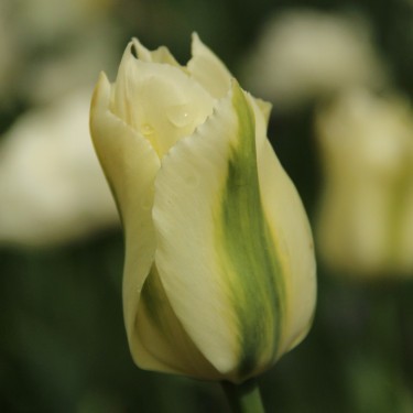 Tulipa 'Spring Green' Tulipa 'Spring Green'